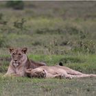 LION SISTERS