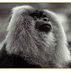 Lion Tailed Macaque _AD11069