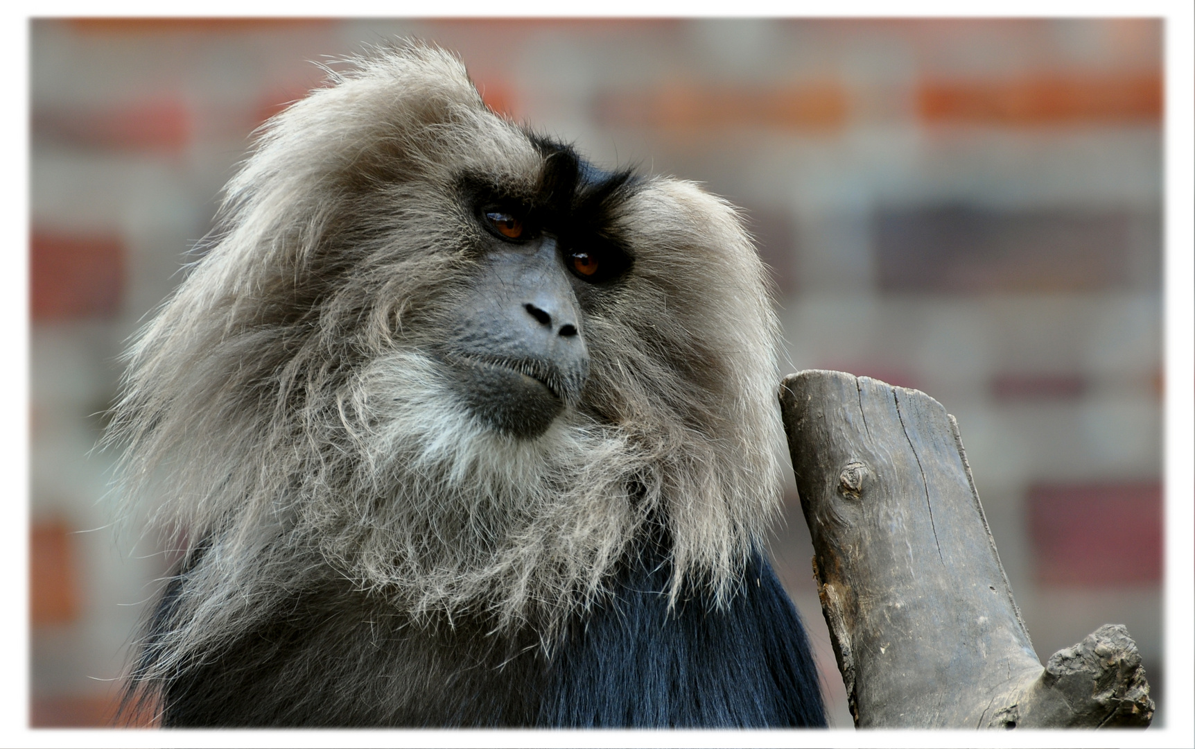 Lion-tailed Macaque