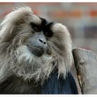 Lion-tailed Macaque