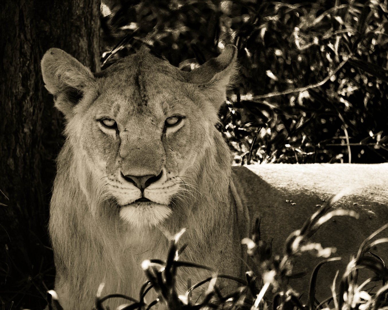 Lion Tanzania