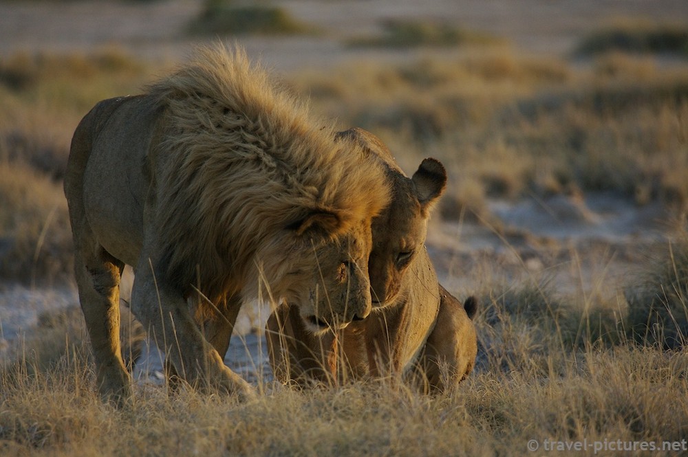 Lion Tenderness