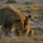 Lion Tenderness