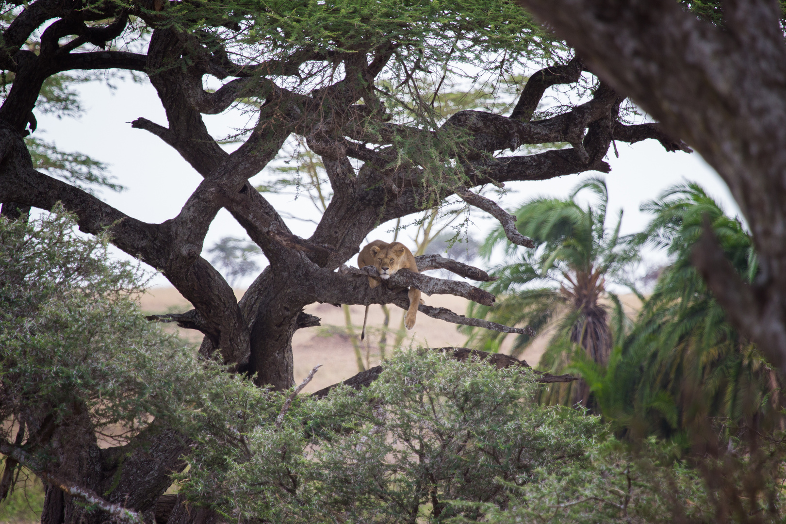 Lion Tree