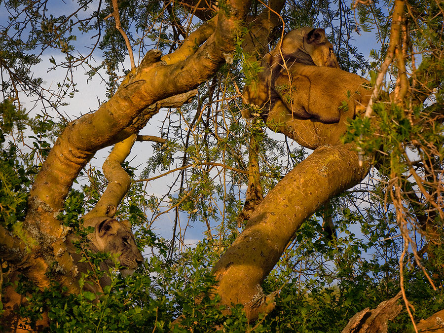 Lion Tree