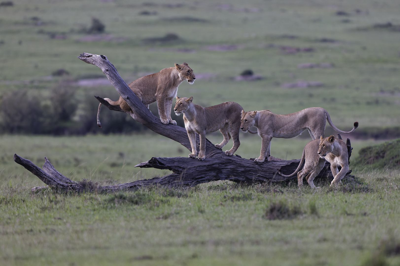 Lion Tree