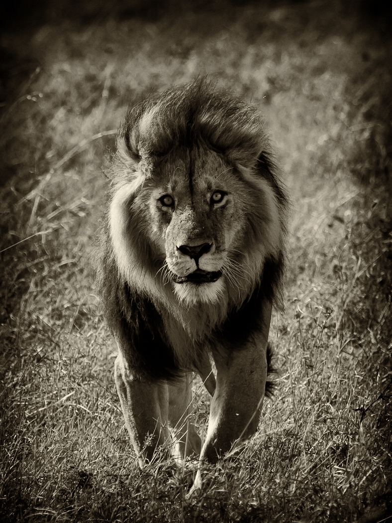 Lion walking