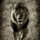 Lion walking