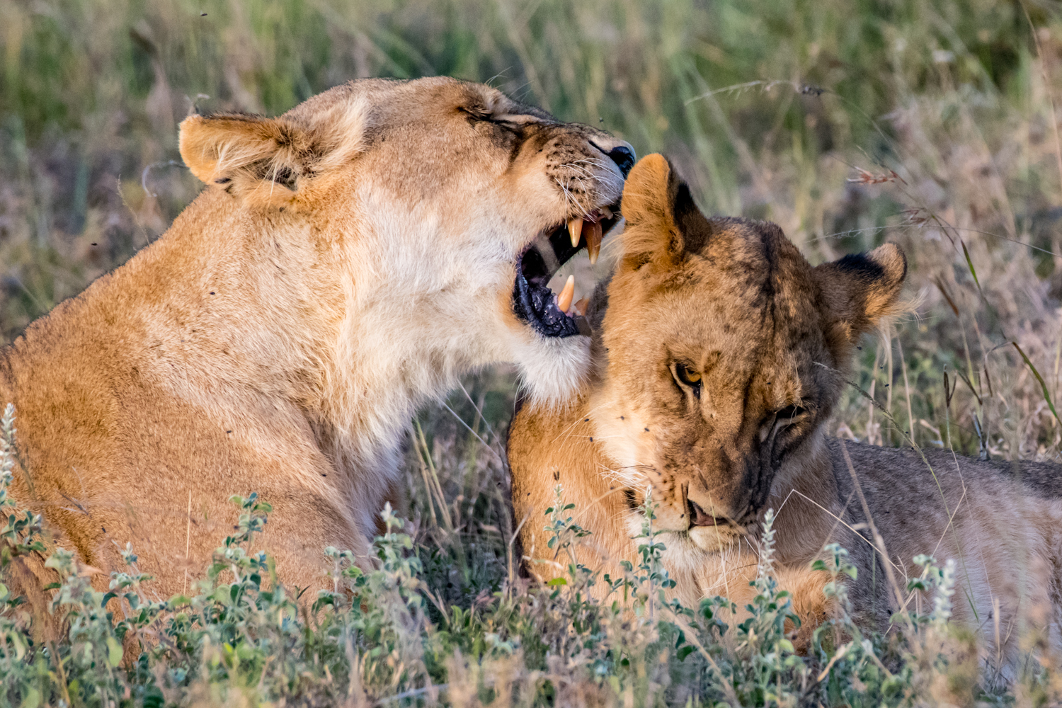 Lion Whisperer