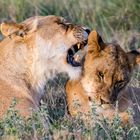 Lion Whisperer