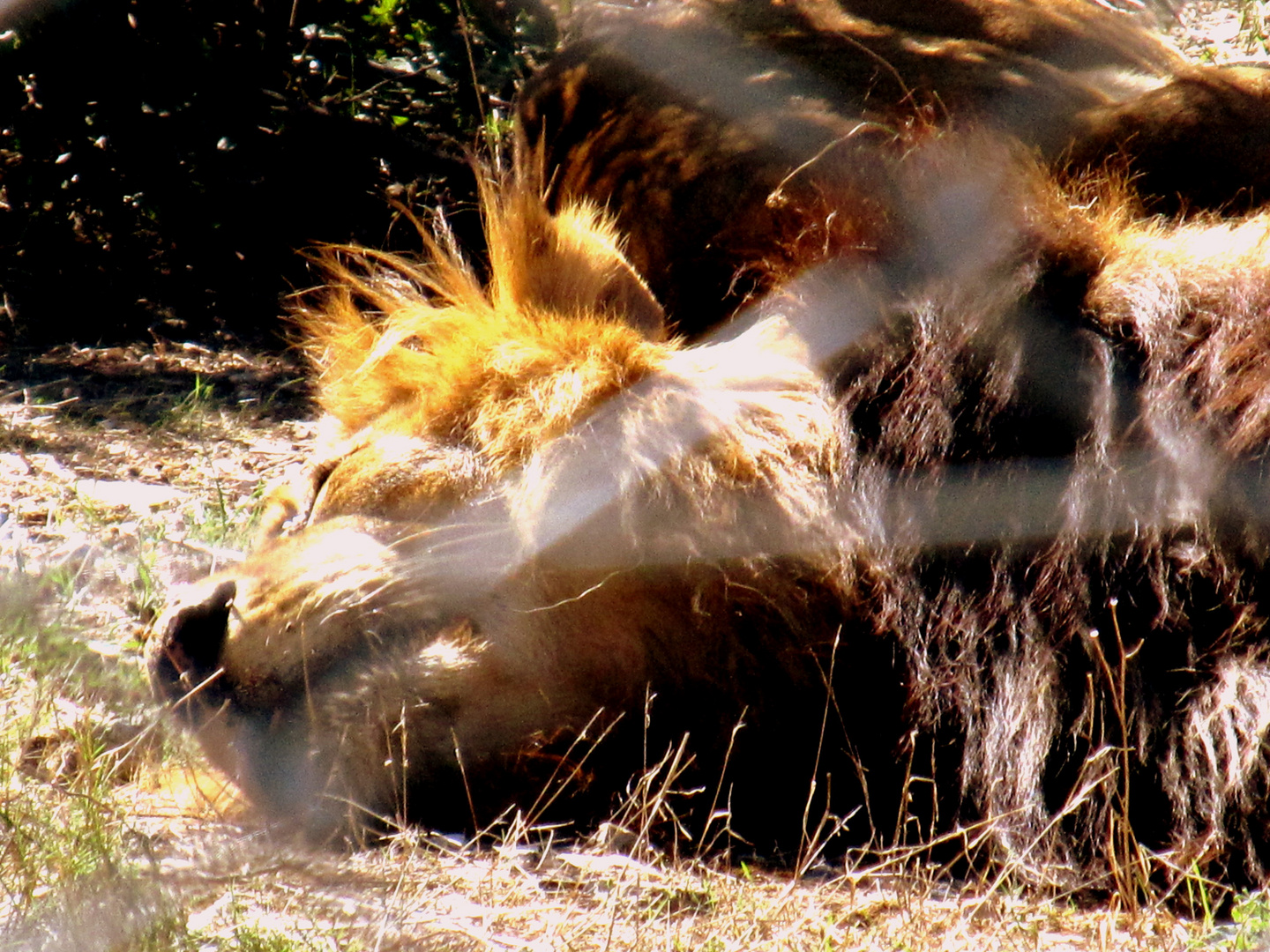 lion zoo lunaret