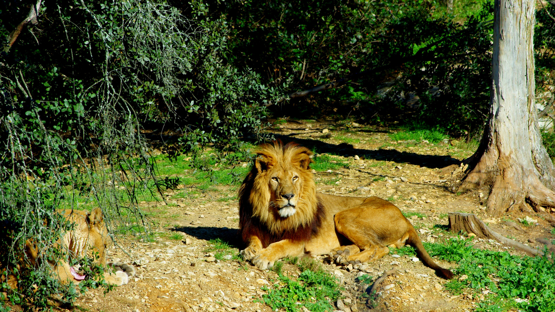 Lion Zoo Lunaret ( Montpellier )