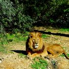 Lion Zoo Lunaret ( Montpellier )