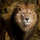 Lion_4634