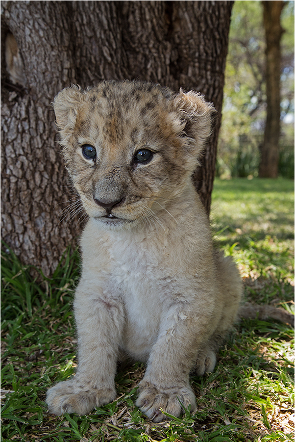 Lionbaby