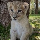 Lionbaby