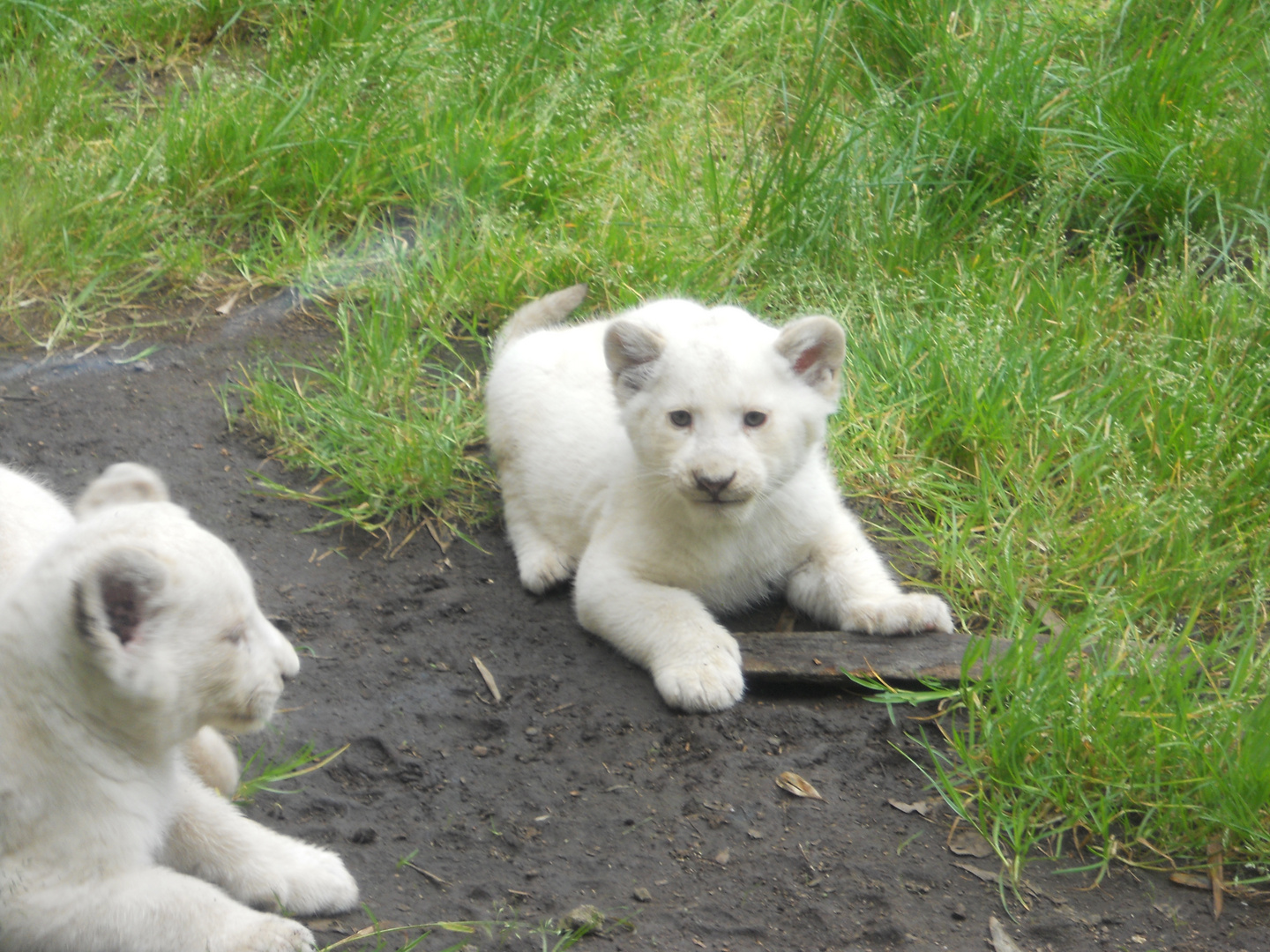 Lionceau blanc