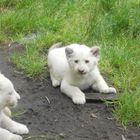 Lionceau blanc