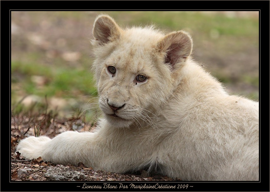 ~ Lionceau Blanc né au mois d'octobre 2008 ~