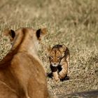 Lionceau (Lion cub) - Masai Mara / Kenya - Retour vers Maman ...