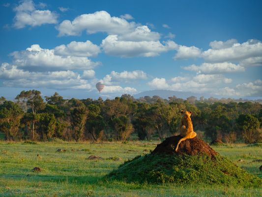 lionceau observant une montgolfière