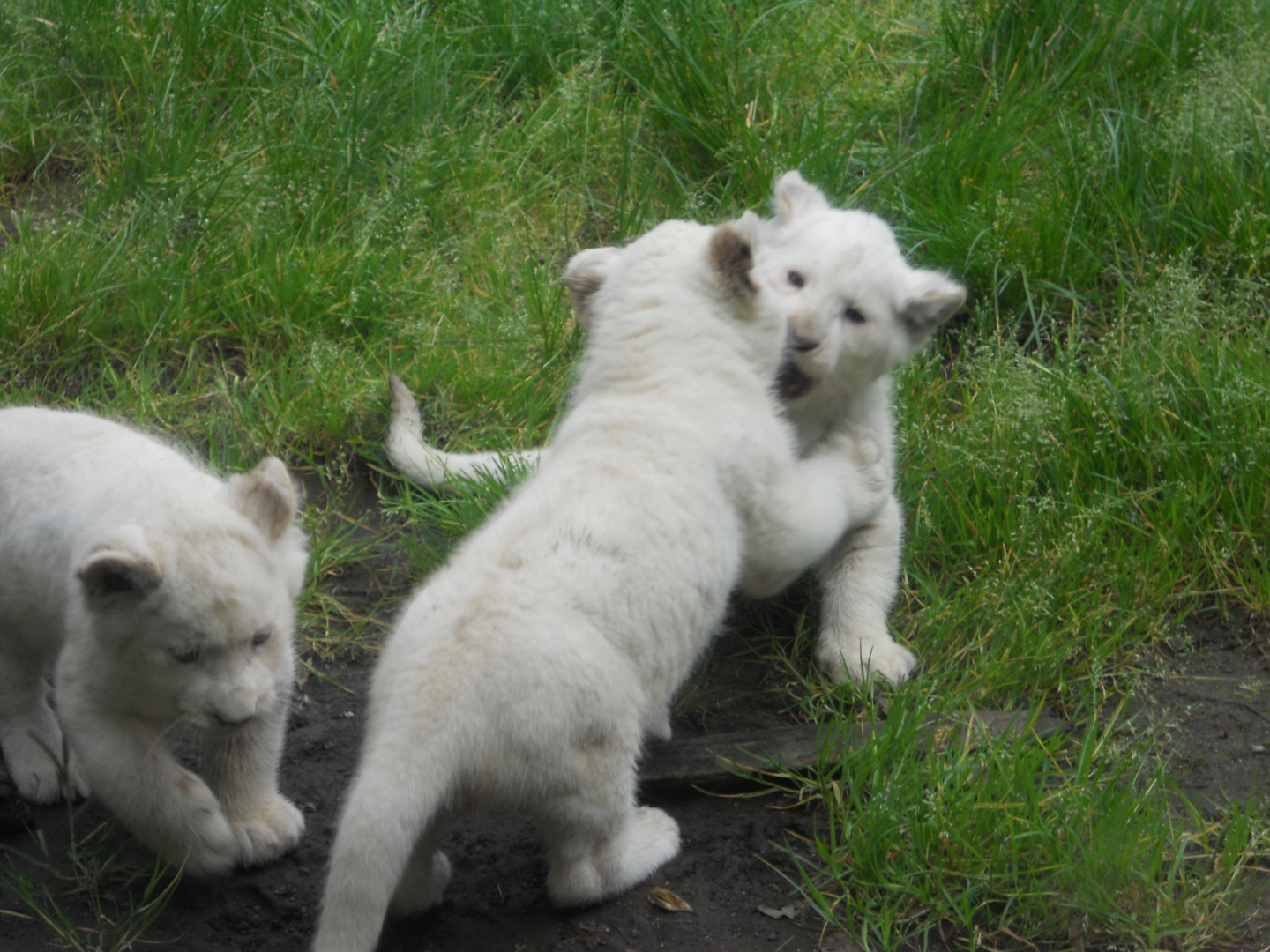 Lionceaux blancs