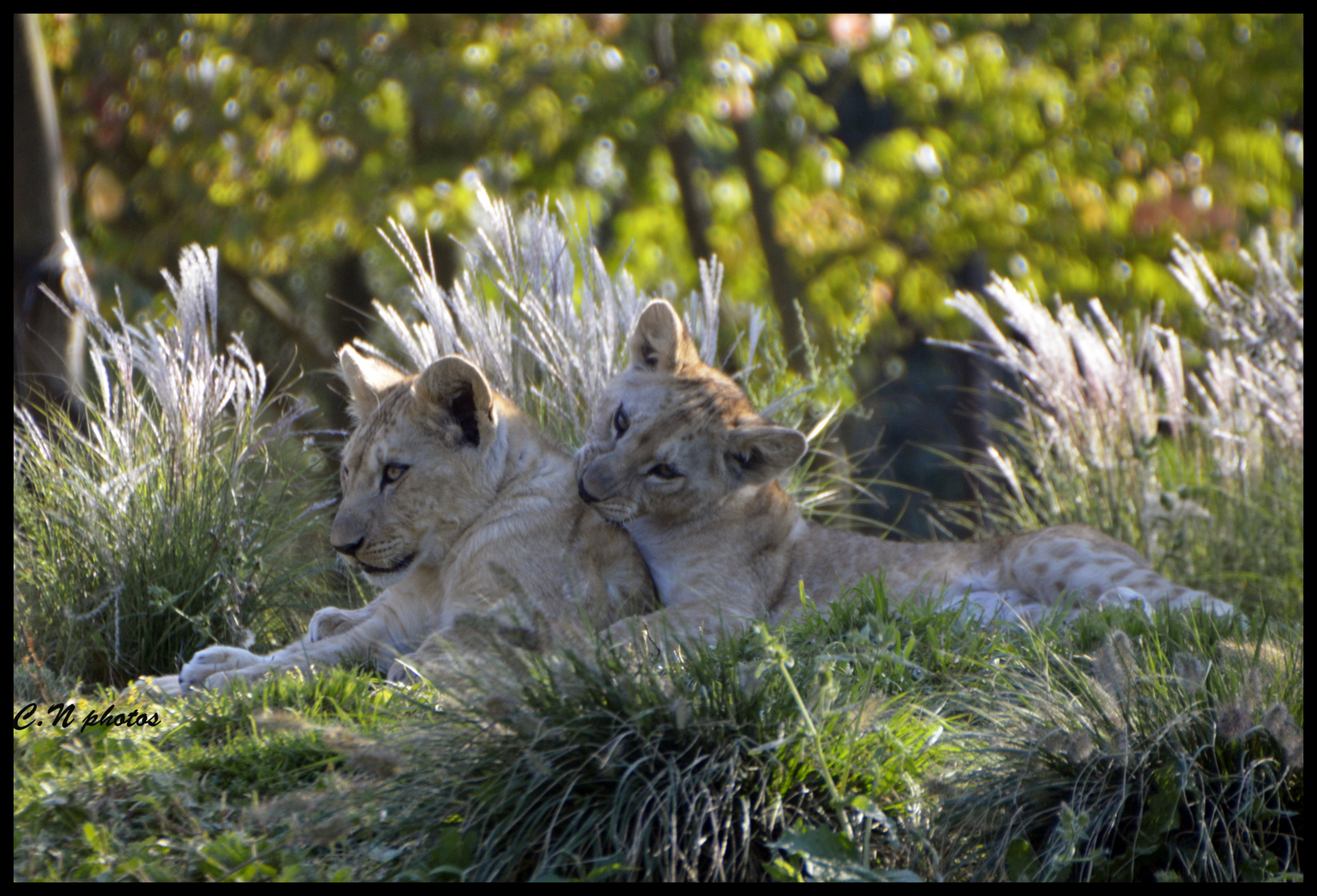 lionceaux en plein jeux 2