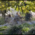 lionceaux en plein jeux 2