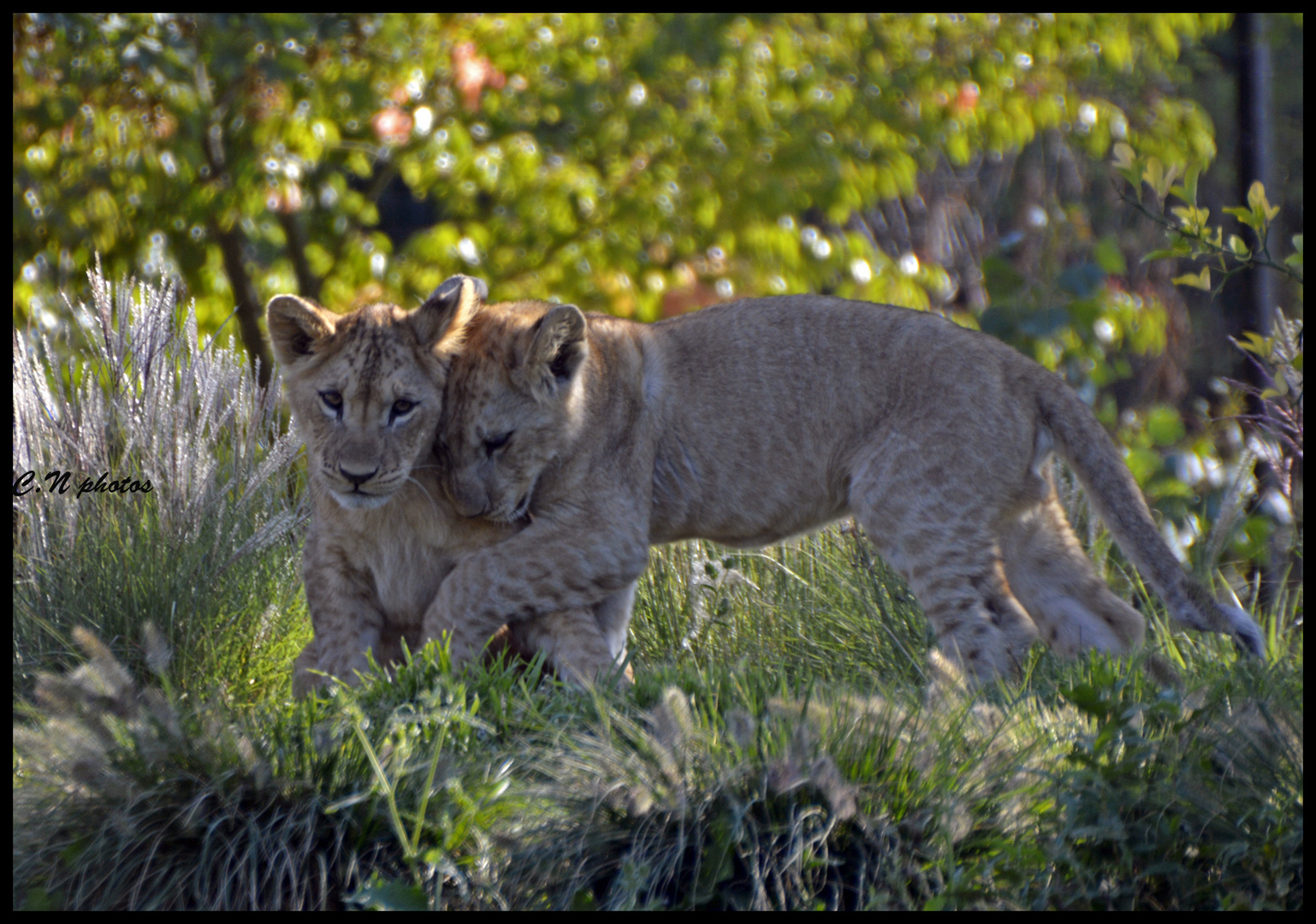 lionceaux en plein jeux