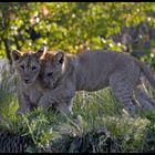 lionceaux en plein jeux