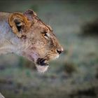 LIONESS