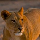 Lioness...