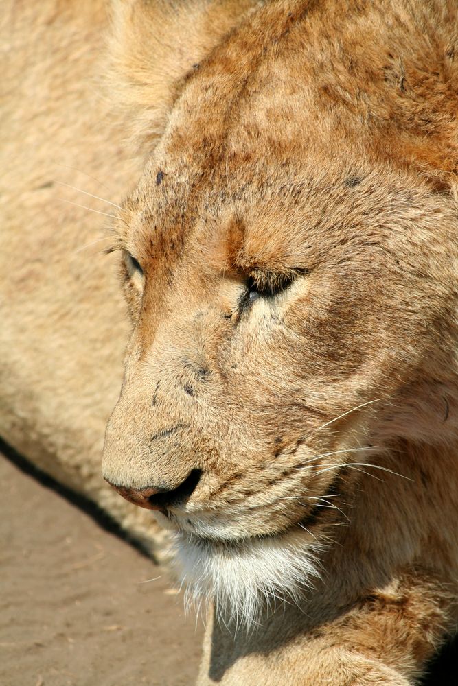 Lioness von Yvonne Grüber 