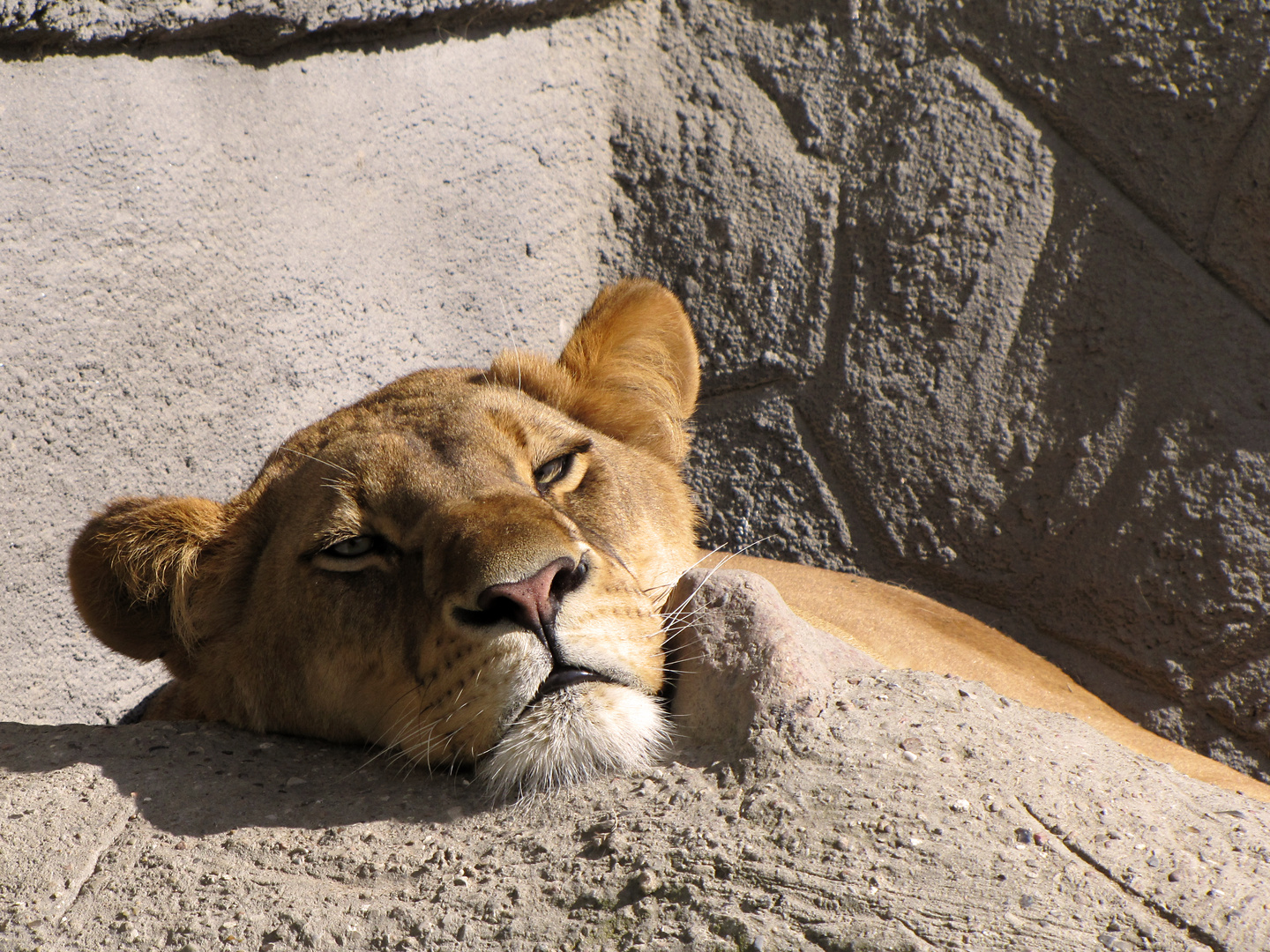 Lioness