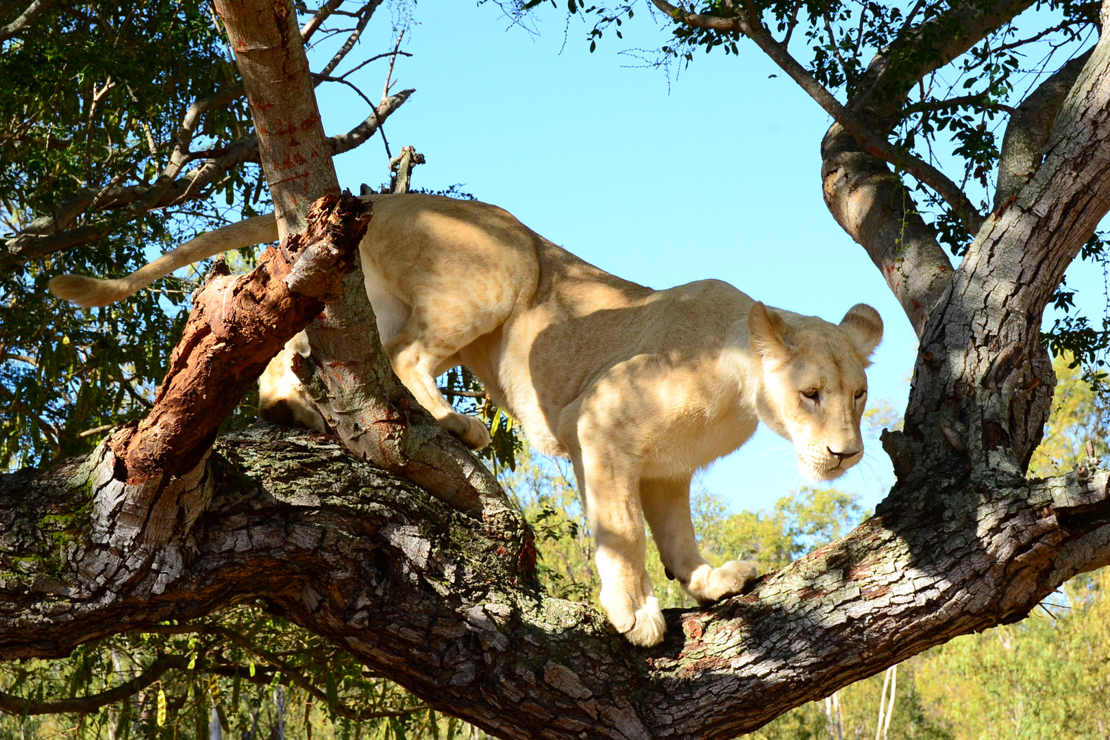 Lioness