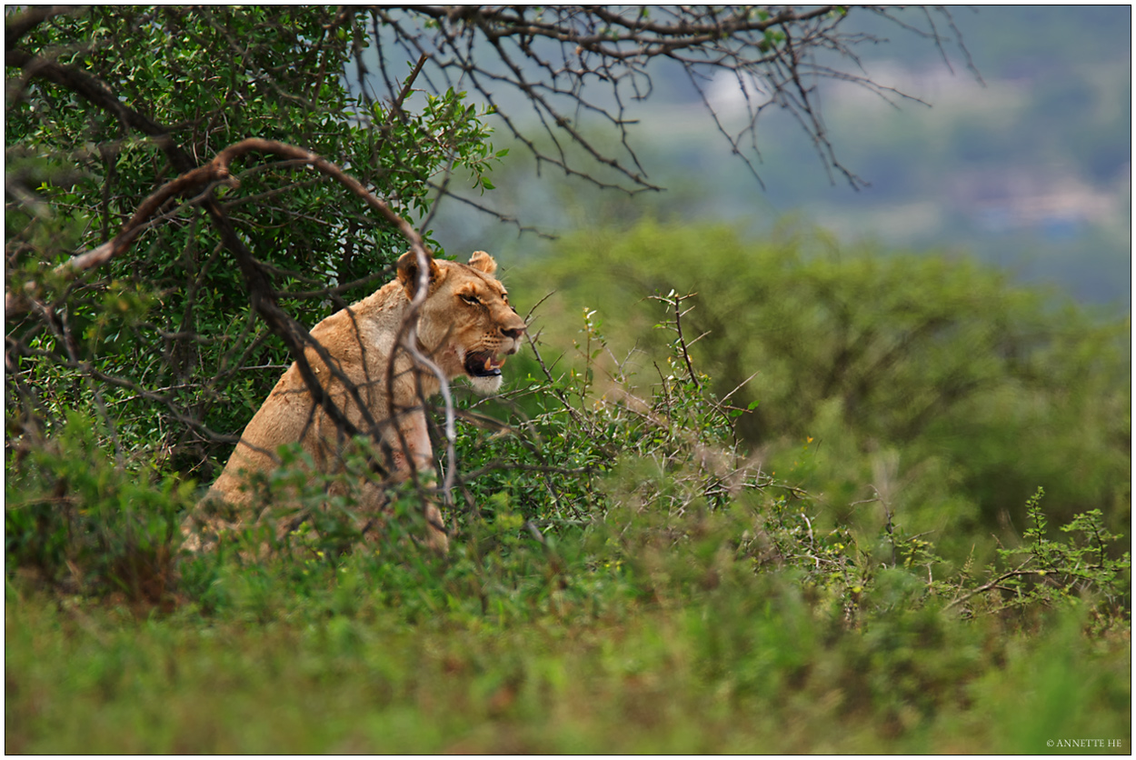 Lioness