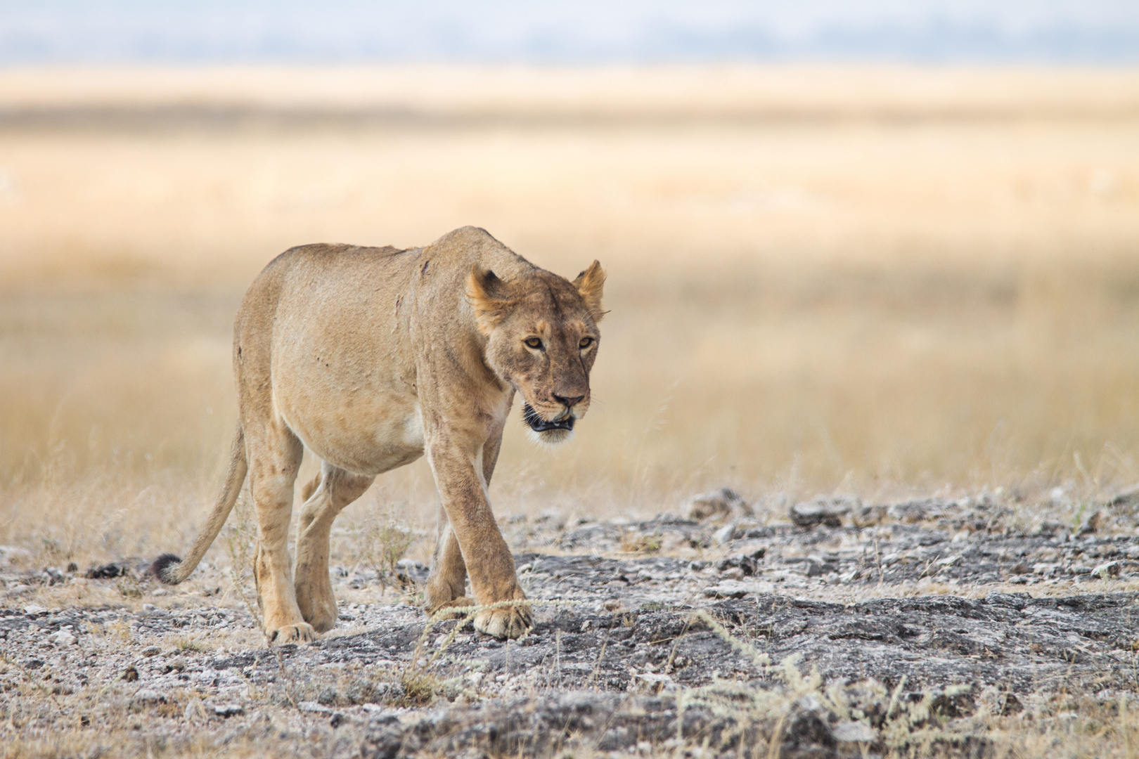 Lioness