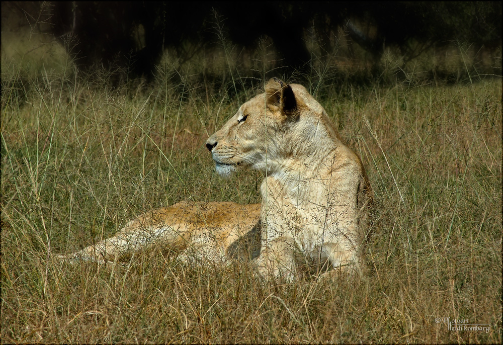 lioness