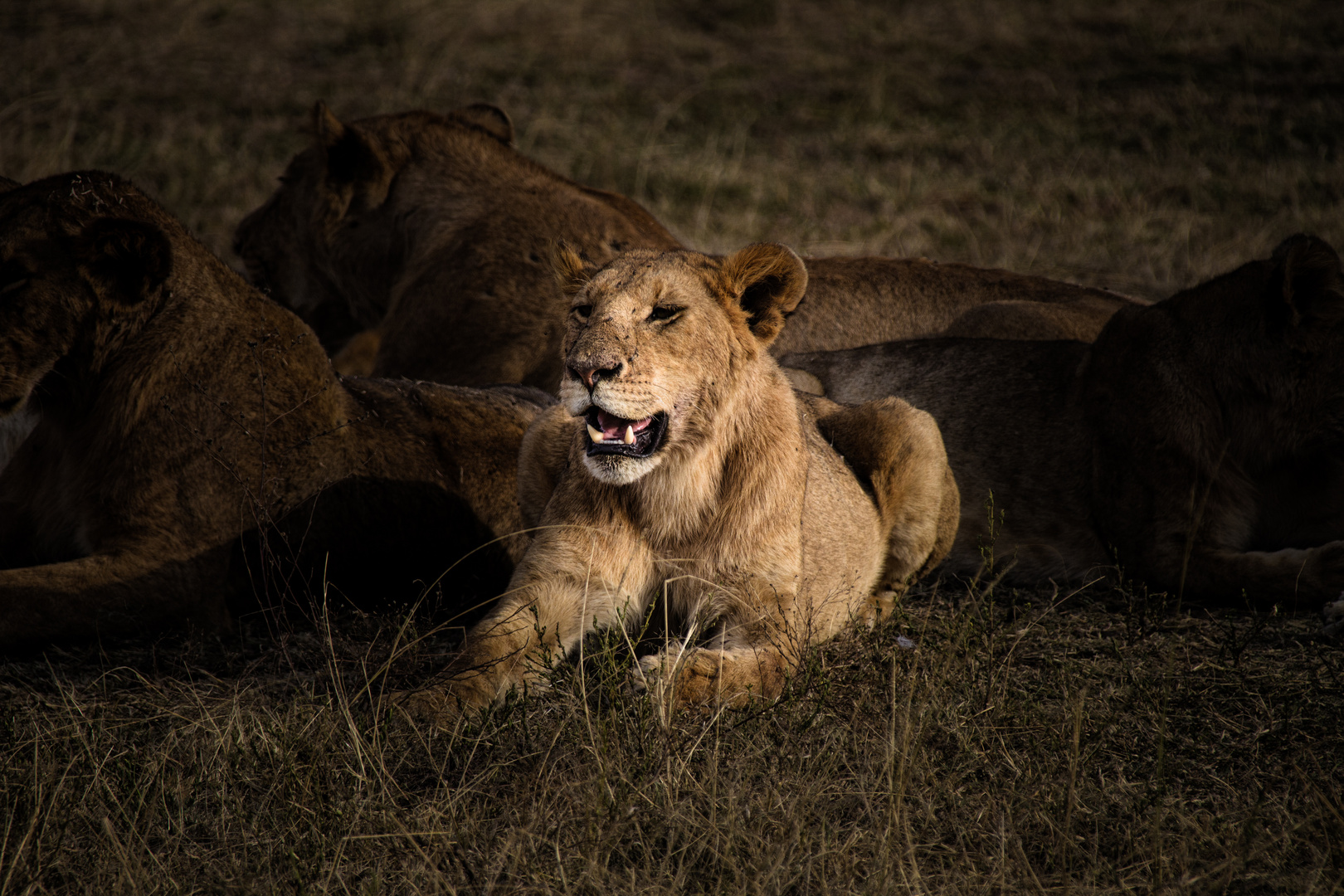 Lioness