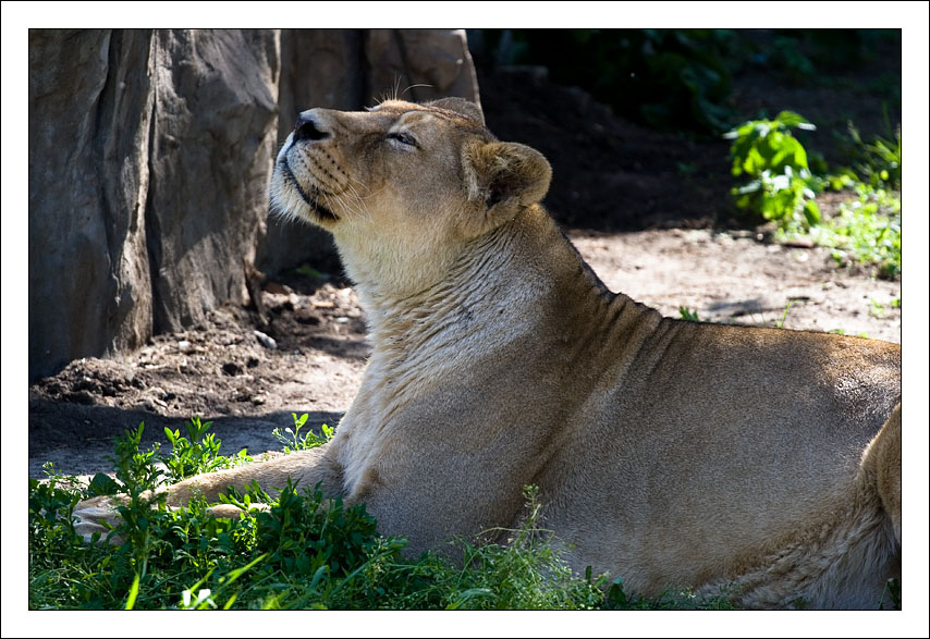 Lioness