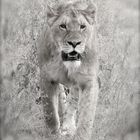 Lioness