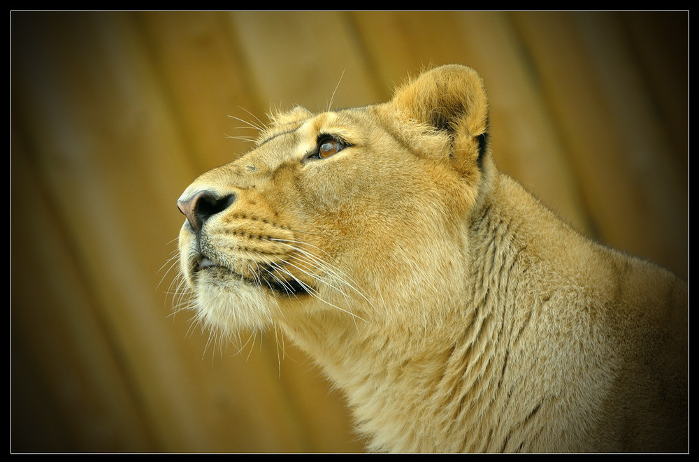 Lioness