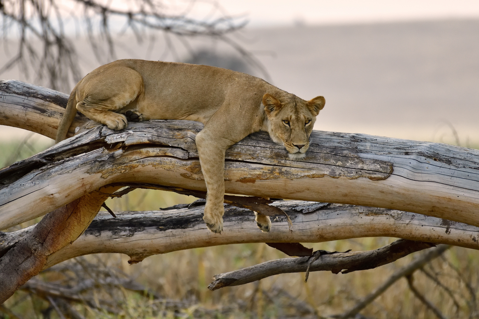 Lioness acting like a leopard