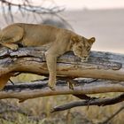 Lioness acting like a leopard