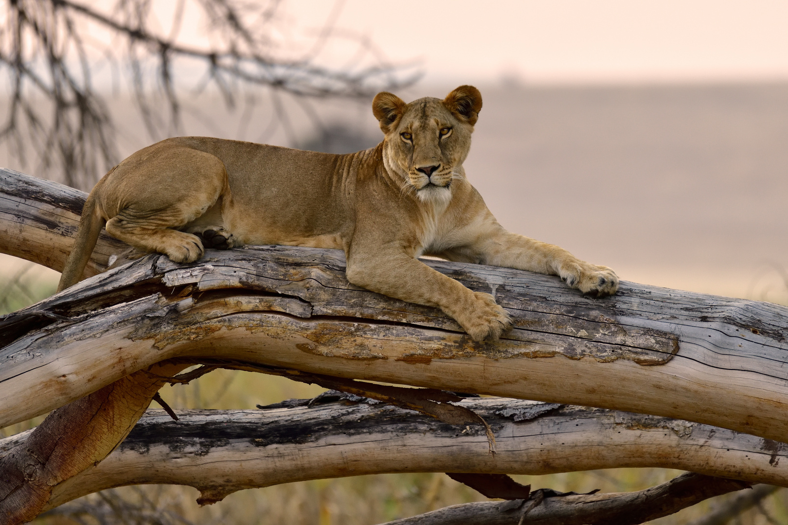 Lioness acting like a leopard II