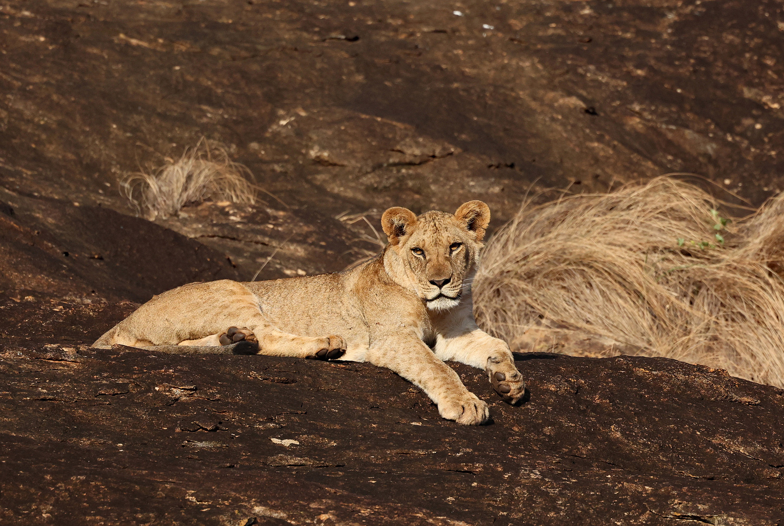 Lioness at Lions Rock