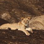 Lioness at Lions Rock