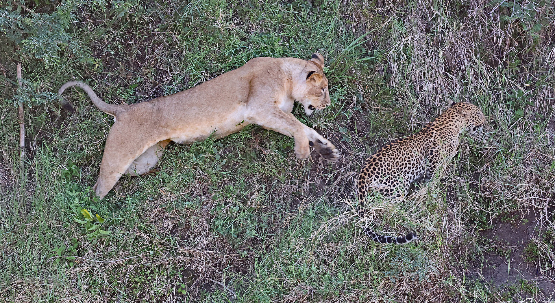 Lioness attacks Leopard