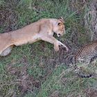 Lioness attacks Leopard