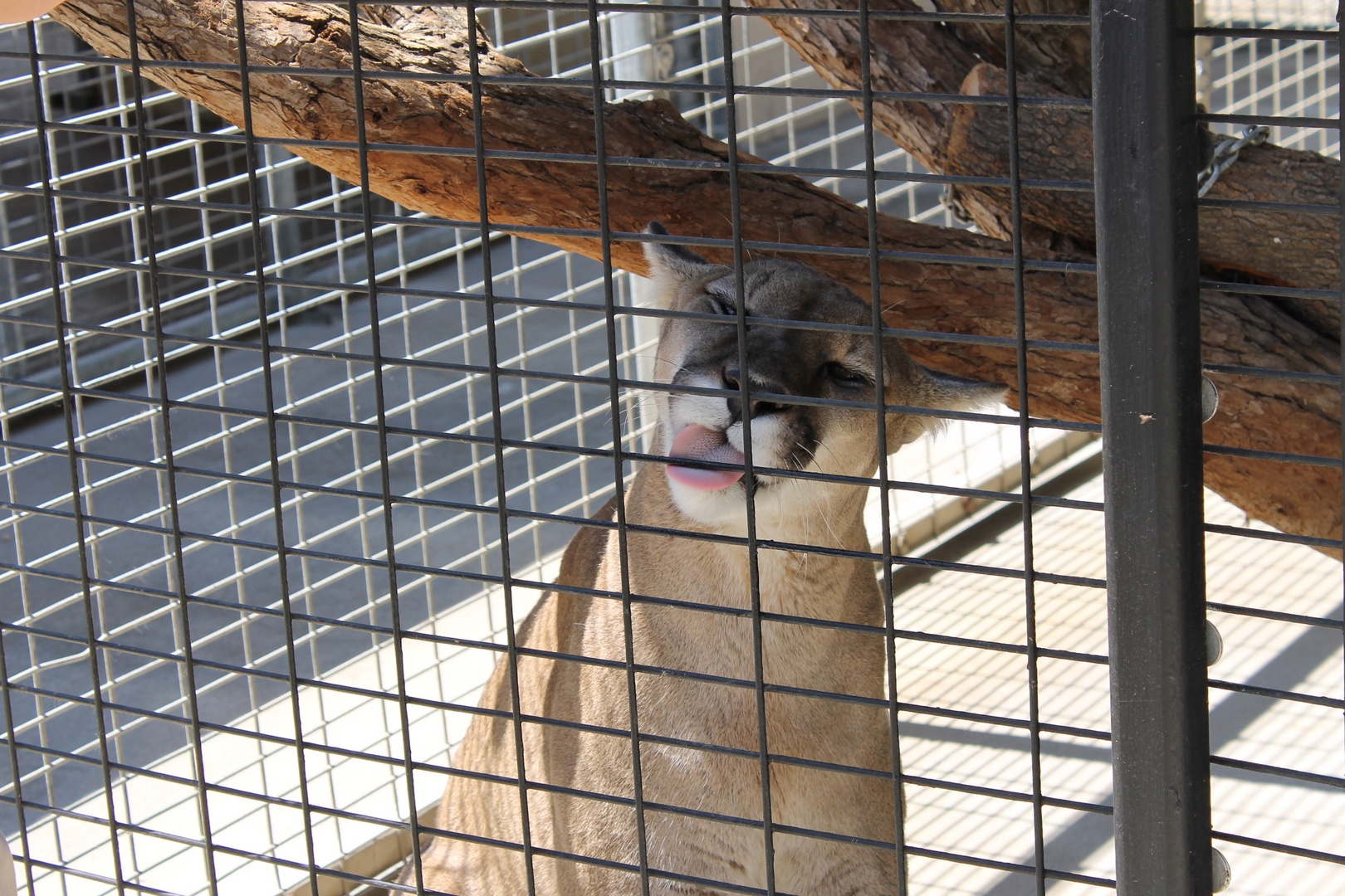 Lioness behind bars